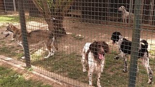 Einmalige Uckermark: Die Hundepension H.U.N.D. (Schöneberg), zwischen Angermünde+ Schwedt, entdeckt!