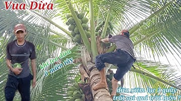 Vua Dừa Miền Tây// cây dừa xiêm lục trái quá sai vua dừa leo trèo nhanh thoăn thoắt y như khỉ