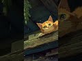 Secret Treehouse Life 🌿 | Cozy Rain &amp; Forest ASMR (Ghibli Style)