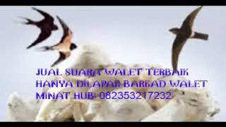 suara walet terbaik 2018