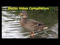 4k ducks compilation with children musicsong