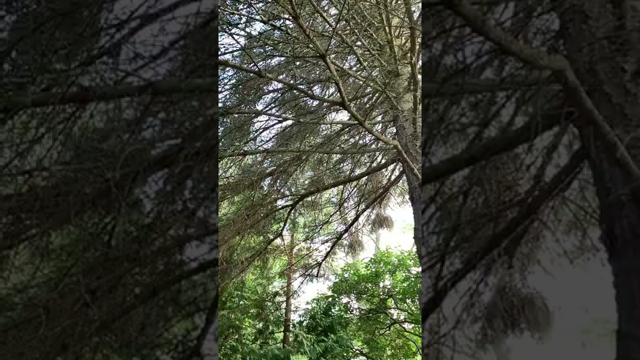 Ever hear an angry red squirrel?