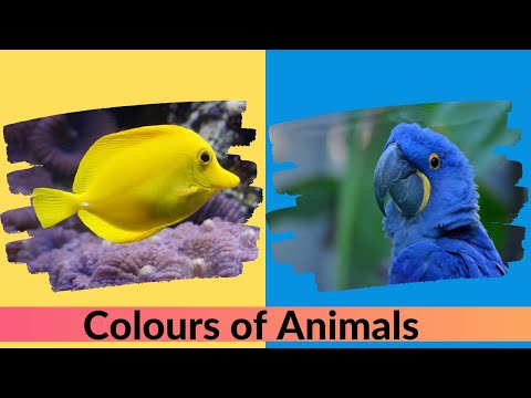 Vídeo: Quin Color De Cabell En Els Animals S’anomena Agouti