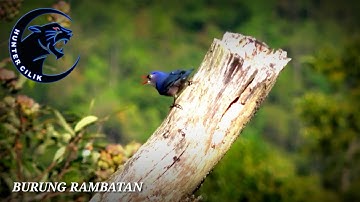 MASTERAN BURUNG RAMBATAN GACOR NGACIR RAPAT