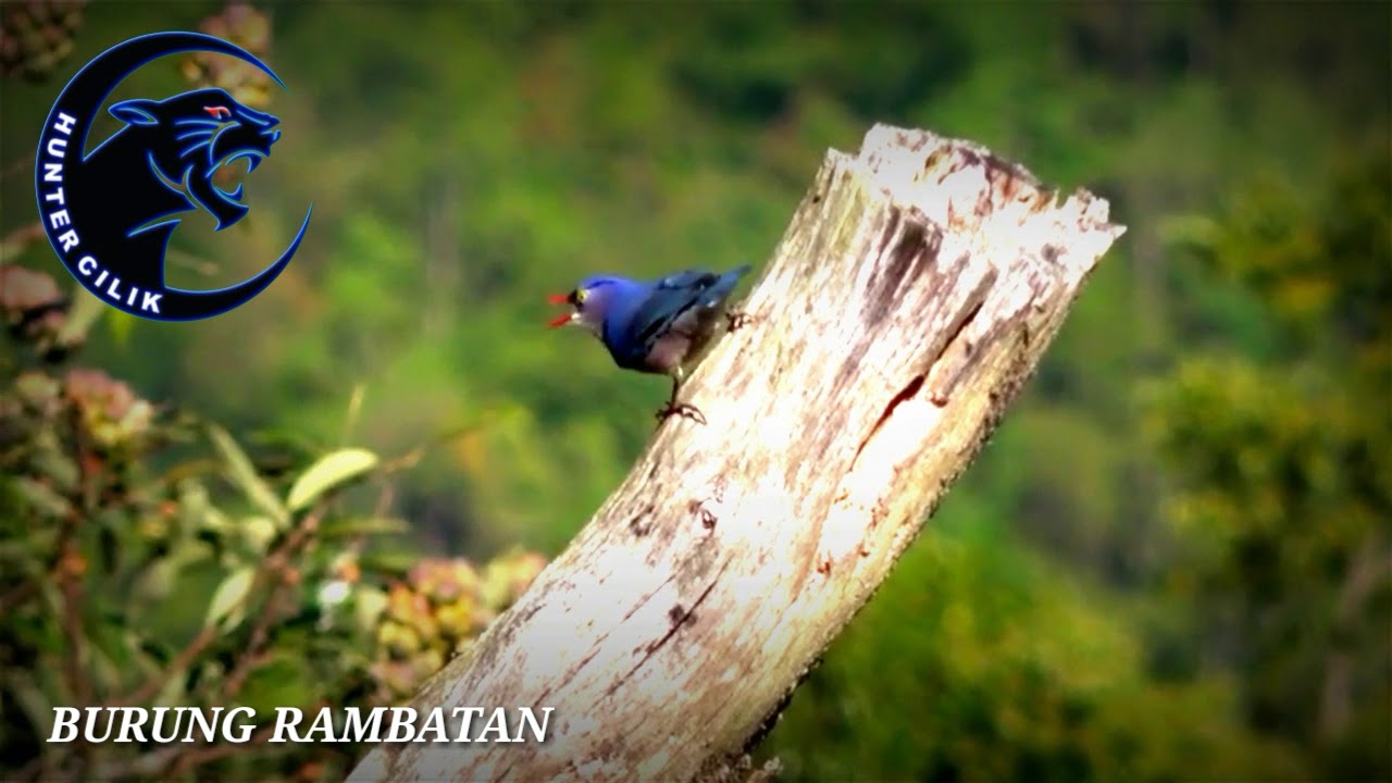 Rambatan Obp By Jalaksurenjantan