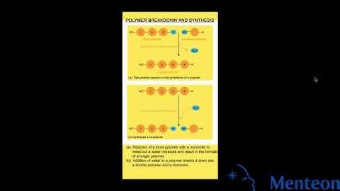 Synthesis and Breakdown of Polymers