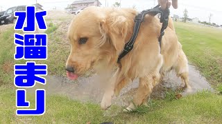 一瞬の隙をついて水溜まりへ浸かるジョイ
