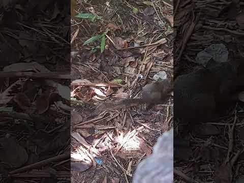 Squirrel ❤️ Cute animals 😍