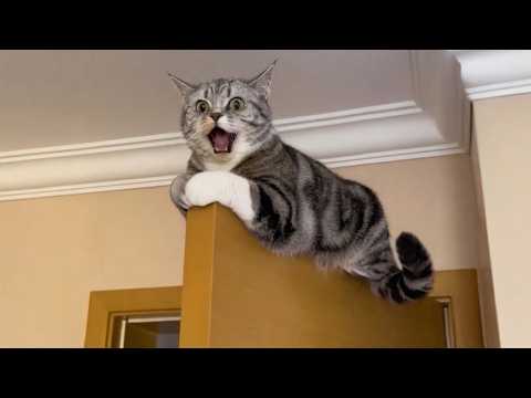 Get Ready to Die LAUGHING at These CATS π€£ Funny Cat Videos