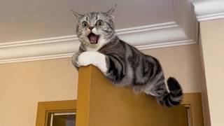 Get Ready to Die LAUGHING at These CATS 🤣 Funny Cat Videos