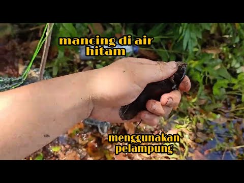 Jual Exotic Exotic Best Fishing Pelampung Pancing Kampul Kambangan Harga Murah Ralali Com Harga Grosir 2020 Ralali Com