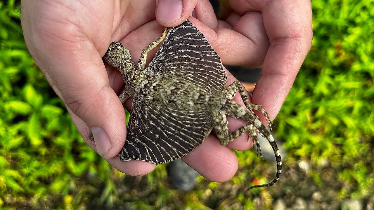 まさにドラゴン！インドネシアの奥地で羽の生えたトカゲの捕獲に成功！
