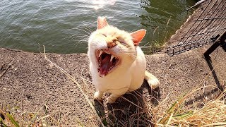 池のほとりで日光浴をする猫、気持ち良くて動きたくニャい