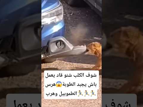 أنظر ماذا فعل هذا الكلب من أجل فارةوهرب