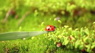 Tamil instrumental melody - Part 2