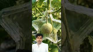 Fal ko star banaa Diya⭐#youtubeshorts#farming#greenscreen#reaction#viralshorts#shorts#starfruit