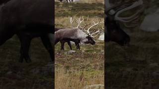 Hunting for MASSIVE reindeer in the Aleutian Islands! #hunting #caribou #reindeer #alaska screenshot 2