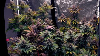 2x4, 3x3, 2x2 Cannabis Grow Organic, Seed to Harvest, mainline, Breeding, LED- CanIGrow Cannabis EP2