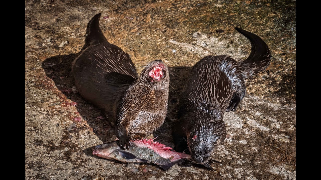 Rodman Dam with eagles, otters, and blue herons in the stinky fog!!