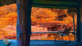 Cozy Autumn Porch Ambience - Listen to Soothing Rain &amp; Thunderstorm Sounds for Sleep, Study, Relax