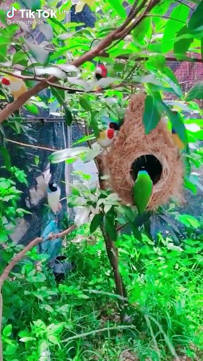 Burung yang indah dan suara merdu Bergantungan disarangnya ,story wa, story wa kata2 bijak,story wa
