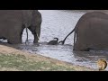 Is This Newborn Baby Elephant Going To Drown? Watch What Happens