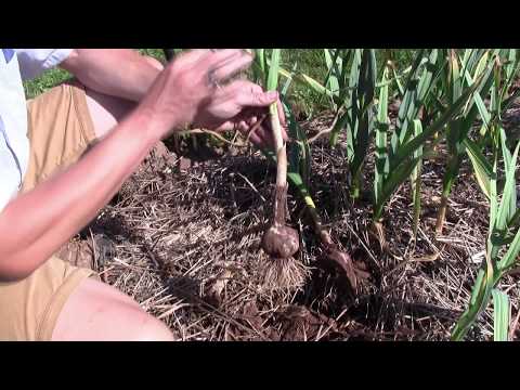 Harvesting Fall Garlic