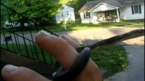 Baby macklots pythons