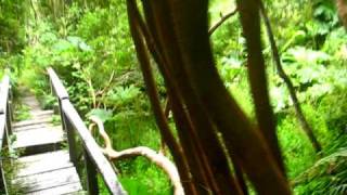 Bosque en Bahía Quillaipe