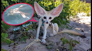 NEVER filmed before: a DESERT FOX SWIMMING