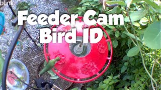 Bird ID at Bird Feeding Station- activity from all the visitors by Florida Keys Birding, and Wildlife 20 views 6 months ago 2 minutes, 52 seconds