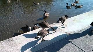 Feeding geese in Reflecting Pool, DC   June 22, 2013