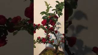 Red Flowering Quince Bonsai Cay Dao Hoa Do PNW Gardening