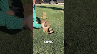 Восстановил свой газон 😃 #шортс