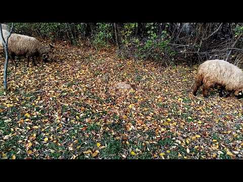 Video: Ce Să Faci Cu Frunzele Căzute?