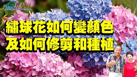 繡球花如何變顏色，修剪和種植？ - 天天要聞