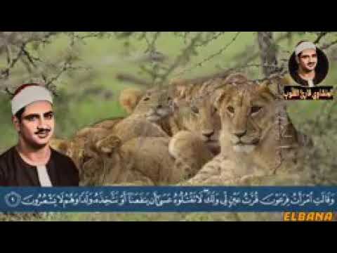 الشيخ المنشاوي وقالت امراه فرعون قره عينا لي ولك