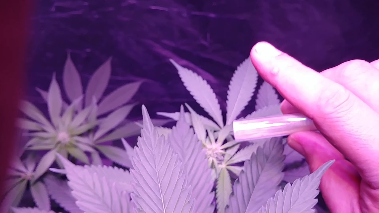 HOW I CROSS CANNABIS STRAINS