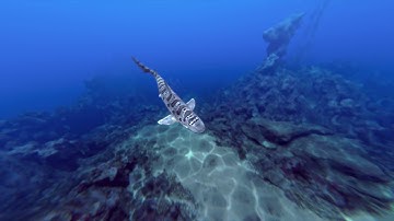 Operation Apex - Swim With Leopard Sharks