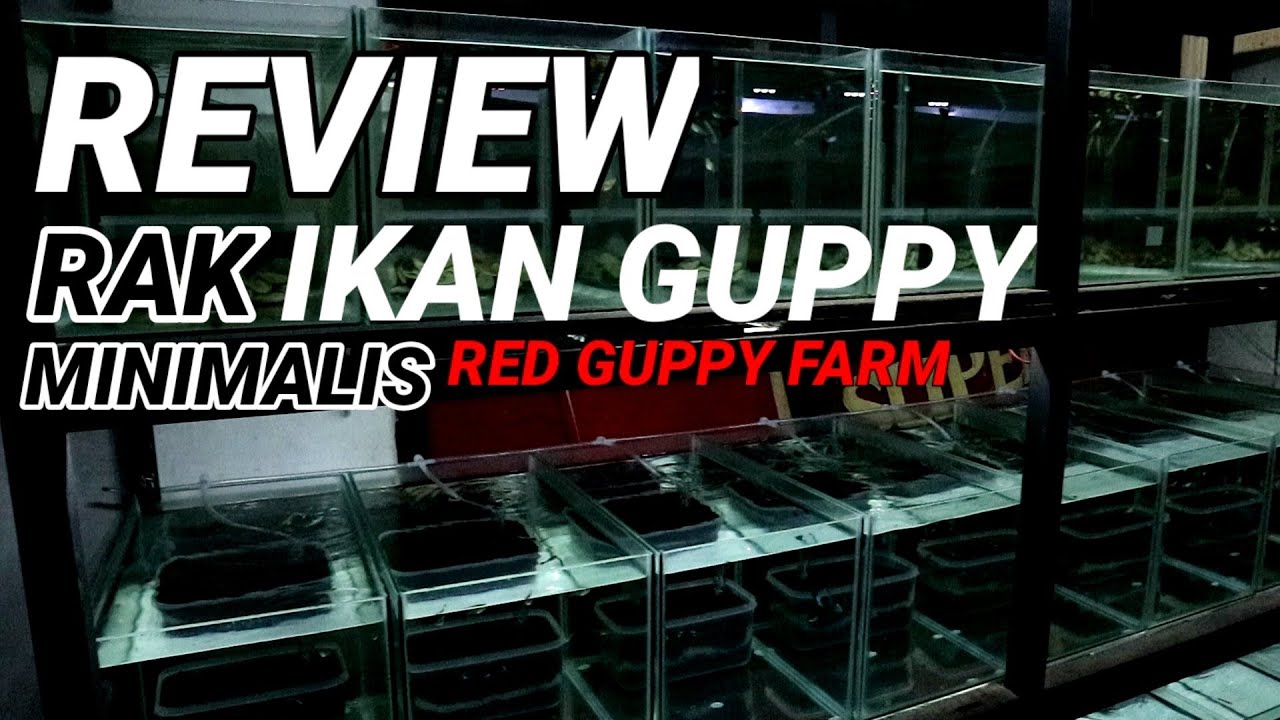REVIEW RAK IKAN GUPPY (PEMBESARAN, BREEDING & DISPLAY)