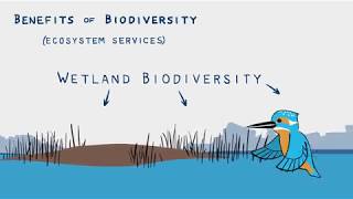 dlr Biodiversity and Ecosystems