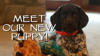 Introduce Your New Puppy To Your House - Upland Bird Dog Training