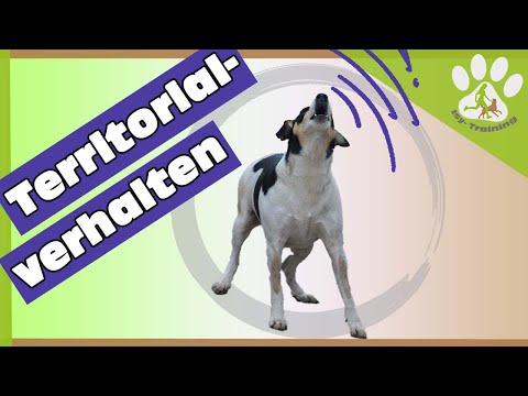 Video: Merkmale und Verhaltensweisen des Blue Heeler-Hundes