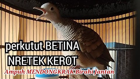 Perkutut betina memanggil jantan KEROT NRETEK - ampuh mendongkrak birahi perkutut jantan