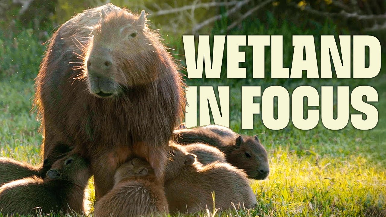 Необыкновенные водно-болотные угодья Иберии | ПОЛНЫЙ ДОКУМЕНТАЛЬНЫЙ ФИЛЬМ | Дикая Аргентина | @Ul...