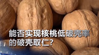 能否实现核桃低破壳率的破壳取仁？| 科学实验室