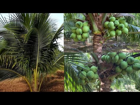 How to fertilizer coconut with Natural and NPK To Get a Lot of Fruit I Tip Fertilizer coconut