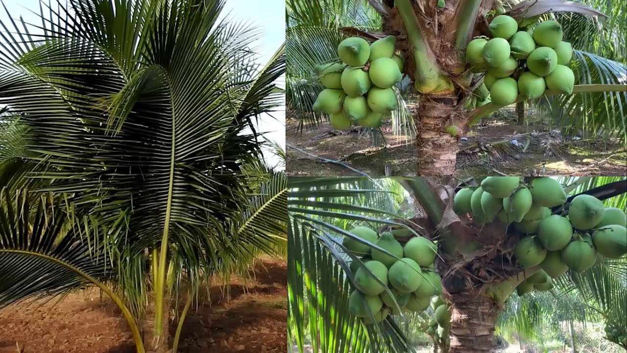 How to fertilizer coconut with Natural and NPK To Get a Lot of Fruit I ...