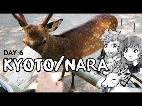 DAY 6 KYOTO/NARA日本語字幕/CC! - Japan trip/travel vlog. The deer ate our map!