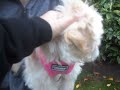 Got barked by another dog | Luna's Video Diaries #11